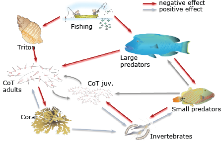 Conceptual model